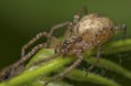 /album/anyphaenidae/anyphaena-accentuata-m-jpg/